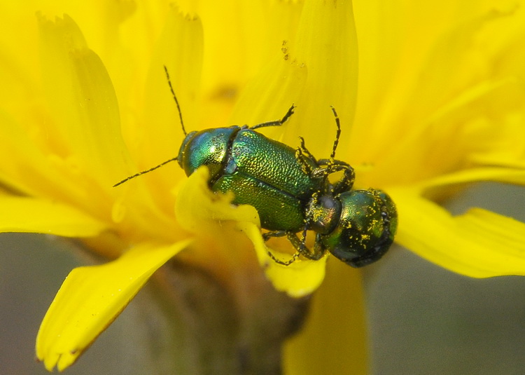 Anomala ausonia? No. Cryptocephalus sp.